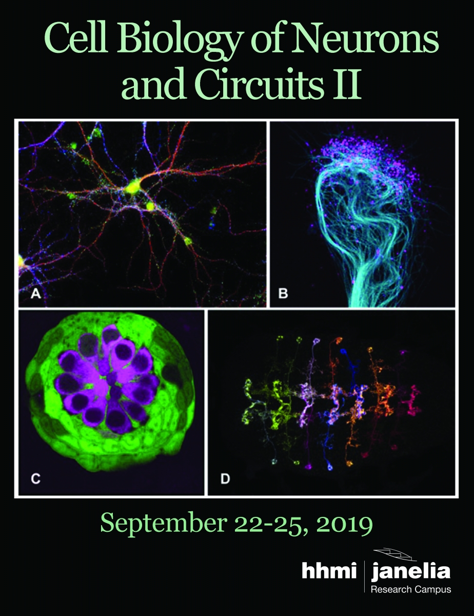 Cell Biology Of Neurons And Circuits II | Janelia Research Campus